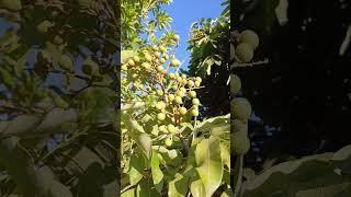 Lichia branca produzindo #sítio #flores#chacara#plantas#vidanaroça#frutas#Rafaela Costa