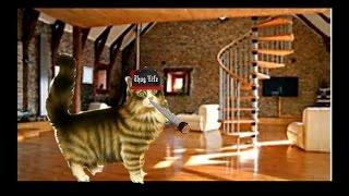 Cats Thug Life Compilation   By:NoCAT NoLIFE