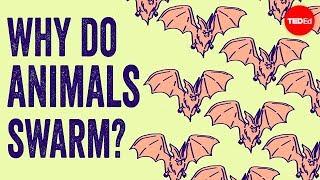 Why do animals form swarms? - Maria R. D'Orsogna