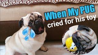 PUG cries like a baby for his new toy | Funny Video