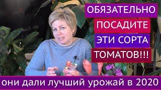 ЛУЧШИЕ СОРТА И ГИБРИДЫ ТОМАТОВ, КОТОРЫЕ Я СОВЕТУЮ ПОСАДИТЬ!!!