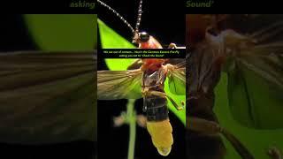 (please check the sound) 🪲 #surfsupcali #firefly #dontcheckthesound #youtubeshorts
