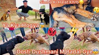 Rock Vs New Dog Panga HogyaDosti Karvane Bhare Pad Gye