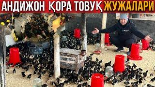 Тухум йўналишидаги Андижон Қора Товук жужалари Сотуви Бошланди #2024