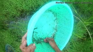 Imbellis hunter 5- ikan laga kampung ori terbaik dari bendang