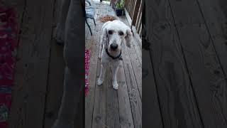 Artie the standard poodle.  ##standardpoodle #poodles #spoo