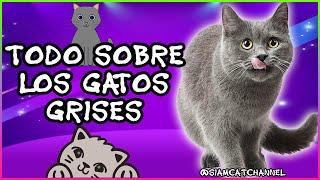 TODO SOBRE LOS GATOS GRISES - SiamCatChannel