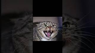 Cat Sound - Scary | cat sounds angry | angry cat sounds #shorts #kmsounds