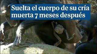 La chimpancé Natalia suelta el cuerpo de su cría muerta 7 meses después