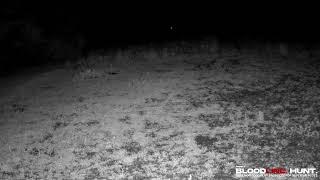 Bloodline Hunt - Live Food Plot