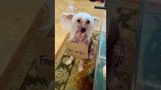 #funnyvideo #smile #freesmiles #smiley #dogsontiktok #tiktokdogs #omg #sillydogs #dogsmil...