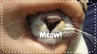 Expectations vs Reality of having a cat | funny cat videos try not to laugh challenge | funny cat  |