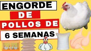 Pollos de engorde de 6 semanas