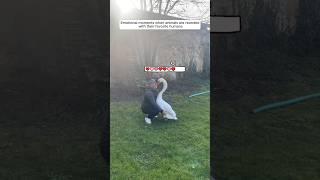 The moment an animal sees their human again