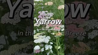 Whispers of Yarrow in the Summer Breeze  # Dancing  Yarrow Flowers in Soft Pink and White #flowers