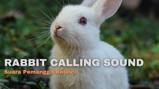 Rabbit Calling Sound