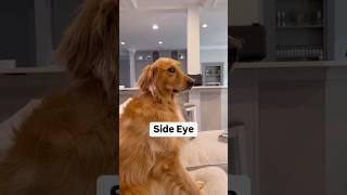 Owning a golden retriever is tough! ￼