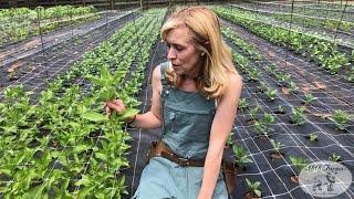 How to Pinch Zinnias | 1818 Farms