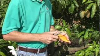 A04 'Julie' mango description