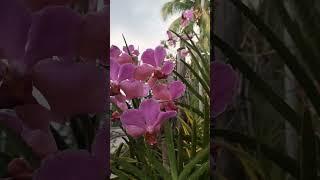 orchids #life #lifestyle #fypシ #fypシ゚viral #smallyoutuber #youtubeshorts #shortvideo #youtube