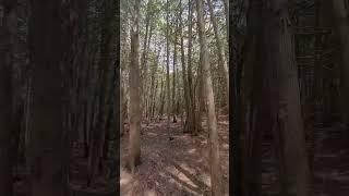 Nature’s therapy: one step at a time ‍️ #shortsfeed #youtubeshorts #shorts #canada #nature