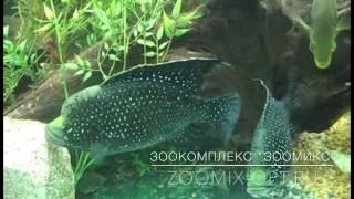 Паратиляпия Поллена Paratilapia Polleni (small spot) продаж