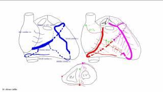 Blood supply of the heart