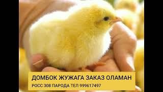 ДУМБОК ЖУЖА НОЯБР ОЙИ УЧУН ЗАКАЗ ОЛАМАН ТЕЛ 999617497