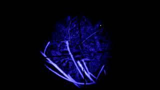 Night vision lokal test