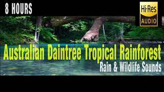 Australian Tropical Rainforest - Rain and Wildlife Sounds - Sleep Meditation Insomnia Relaxation