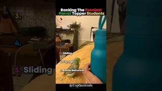 Ranking The Funniest Parrot Topper Students  #parrot #shorts