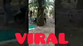 KEPERGOK LAGI WIKWIK DI KEBUN SAWIT