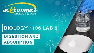 Biology Lab || Digestion/Absorption