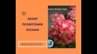 Купить пеларгонию по Украине. Обзор моих цветов.