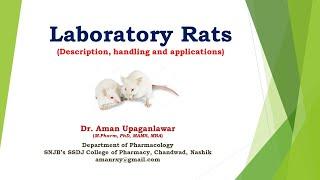 Laboratory Rats