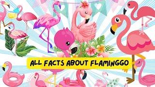 All Facts About Flamingo | Videos for Kids Toddlers