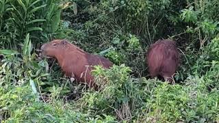 Capybaras Exploring The Forest