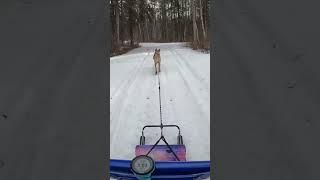 Kicksledding on Fast Melting Trails #nature #adventure #snow #dogs #kicksled #fun