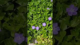 Барвинок снижает давление! #болгария #bulgaria #светивлас #svetivlas #herbs #целебныетравы #барвинок