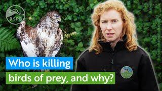 Who is killing birds of prey and why? | RSPB Nature Explained