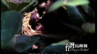 深情踏察-台灣烏頭翁