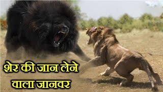 10 ऐसे जानवर जो शेर की जान ले सकते हैं . 10 ANIMALS THAT CAN KILL A LION .