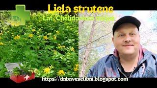 Zāļu tējas & ārstniecības augi: Lielā strutene