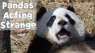 【Panda Billboard】Episode 137 Strange Pandas Behavior Compilation | iPanda