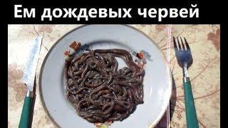 Ем дождевых червей. Кушаю дождевых червей