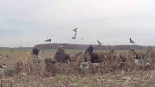 Отличная Охота на Гуся Коллекция 2019 Excellent Goose Hunting Collection