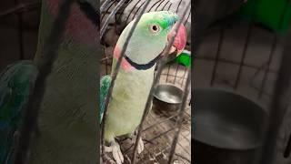 mitthu ki awaaz cute parrot sound #mithu #parrot #viral #shorts
