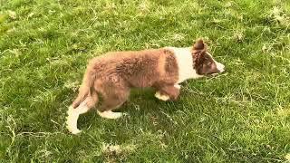 Molly.. 3 months old. Lot 150