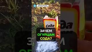 Прямо сейчас дайте соду огурцам и урожай вас удивит #огород #дача #урожай #сад #огурцы #подкормка