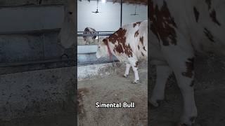 Simental Bull 1 tonn